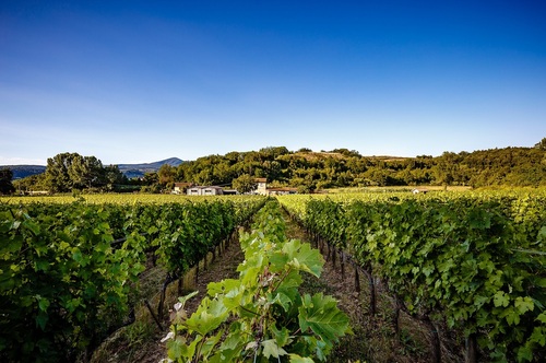 Tenuta la Macchia Sunset in the vineyard + wine tasting + Magnum bottle to take home - TUSCANY (2 people)